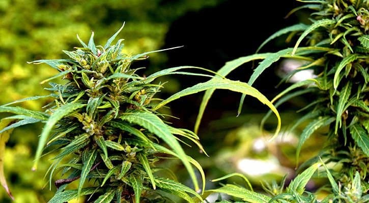 1,347 Cannabis Plants Seized in 7 Days
