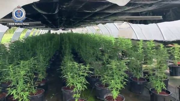 $17m Cannabis Farm Drug Bust