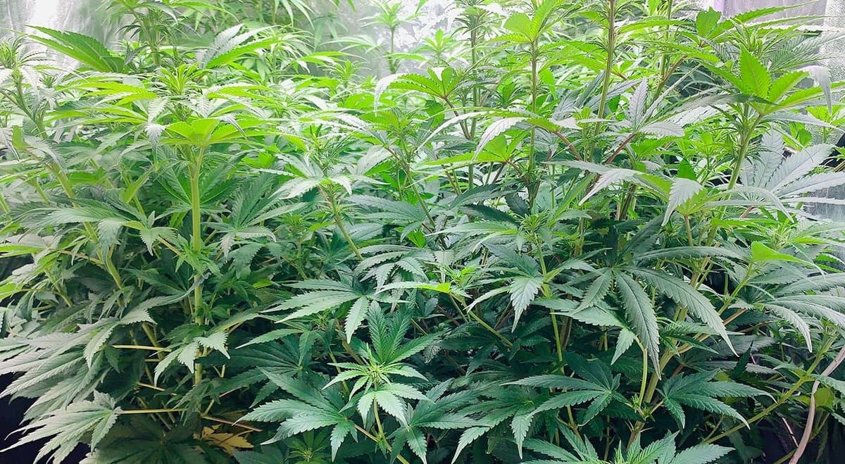 20-year-old appears in court after cops find his secret cannabis crop