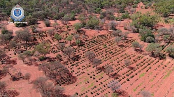 20,000 Acre Site Uncovered As Cannabis Cultivation Facility
