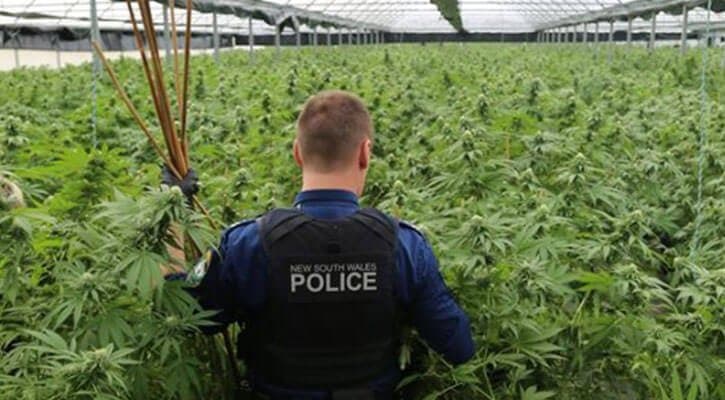 $21.6 Million Worth of Cannabis Seized In “Fields of Green”
