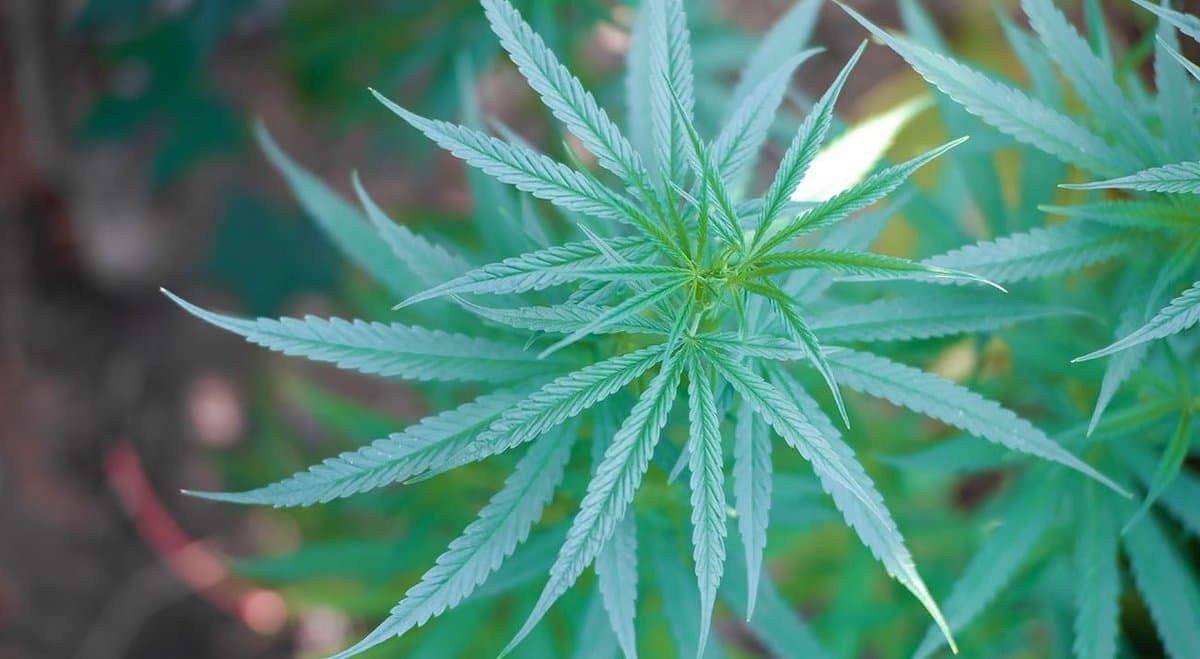 22-year-old Tasmanian convicted for "very amateur" cannabis crop
