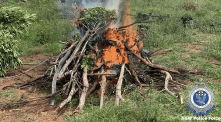 $3.1 Million of Cannabis up in Flames