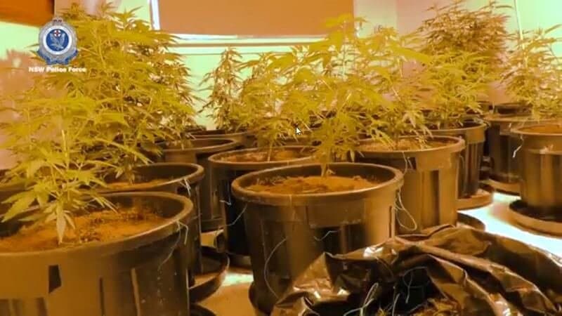 $3.3 million worth of cannabis seized across Sydney