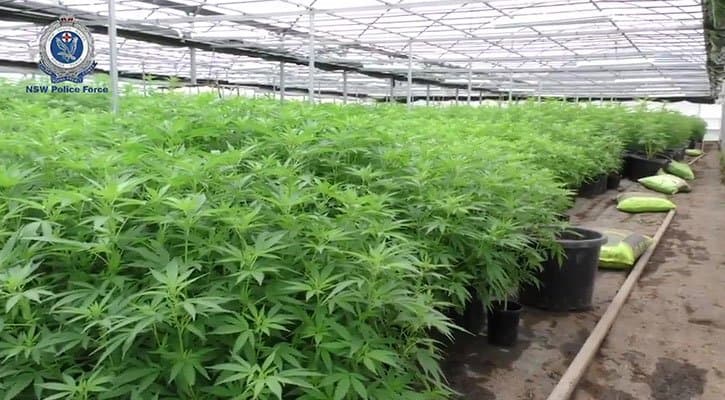 3,904 Cannabis Plants Worth $10.5 Million Seized in Sydney