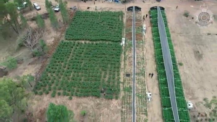 $5 million cannabis farm busted in QLD