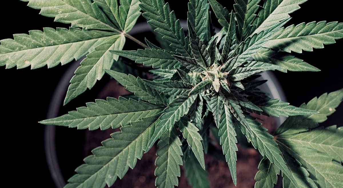 $50 Million Hemp Fibre Processing Facility To Be Built In NSW