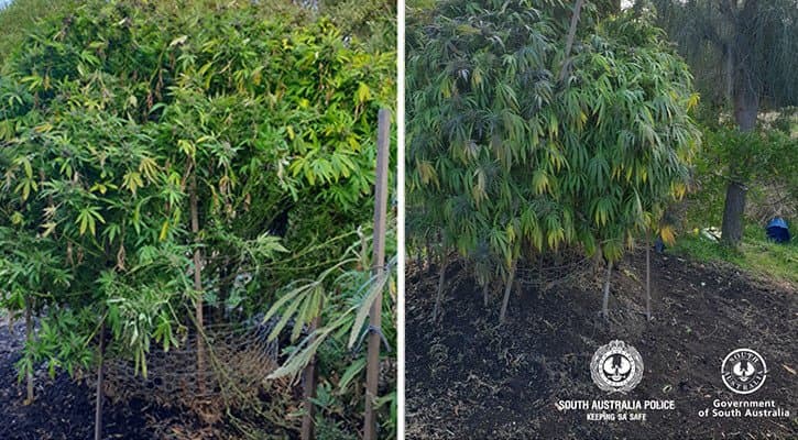 55-Year-Old Arrested for Growing 9 Cannabis Plants
