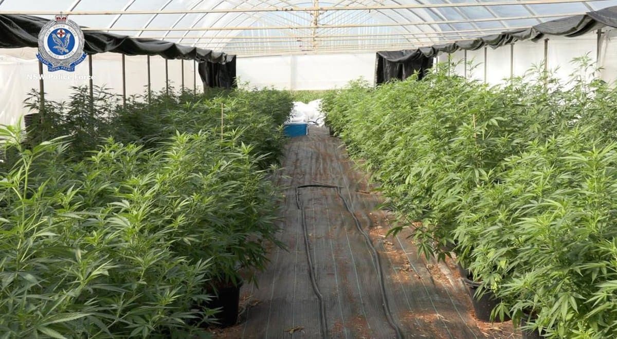 $7 million in cannabis seized in Sydney’s southwest