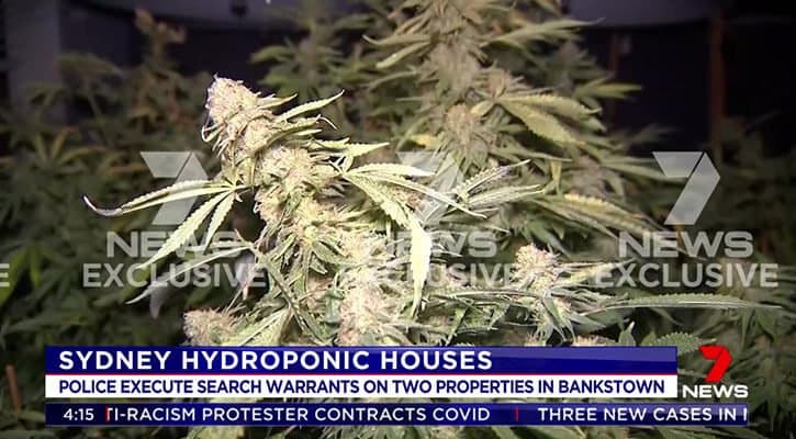 755 Cannabis Plants Seized In Sydney