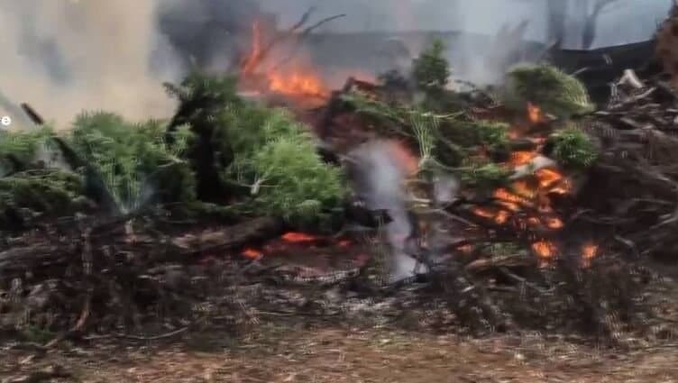 $8.6 Million of Cannabis Burned in a Southern Tablelands Drug Bust