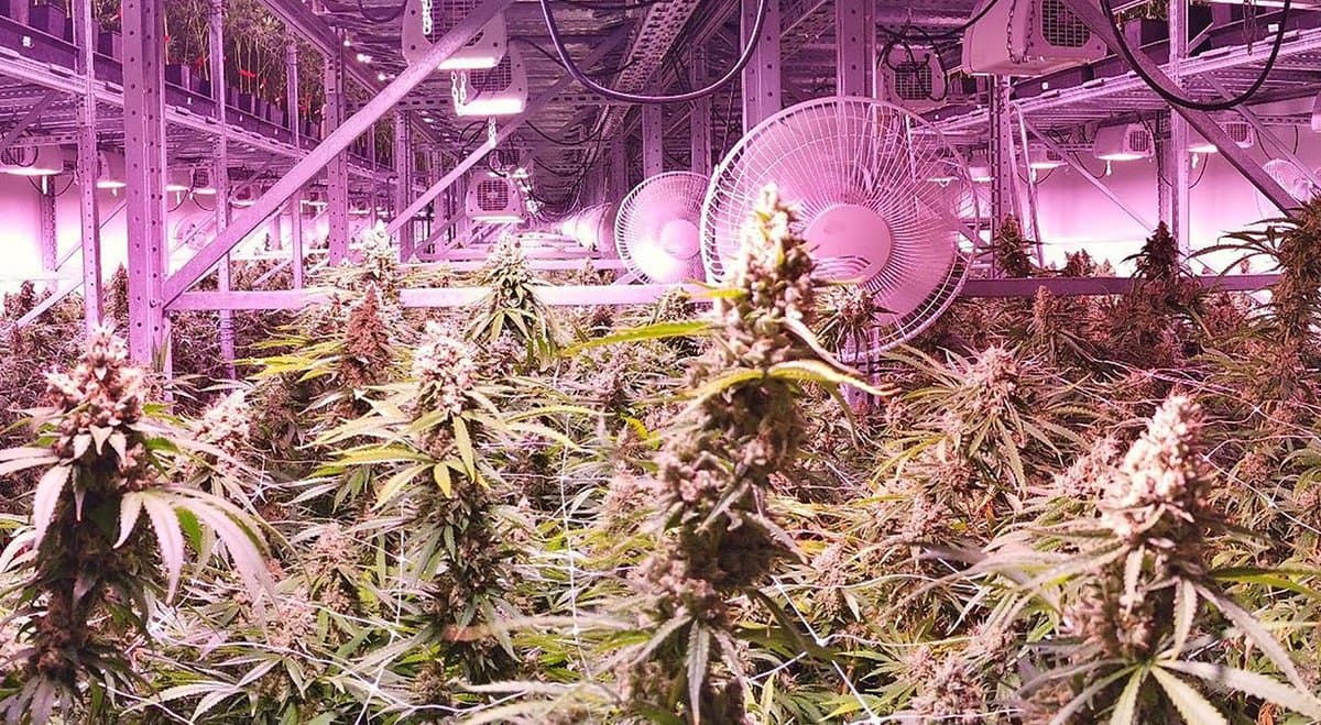 8 cannabis farming terms explained