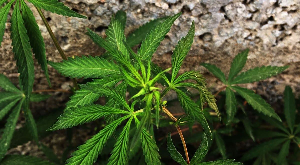 81-year-old fined for growing cannabis to relieve stomach pain