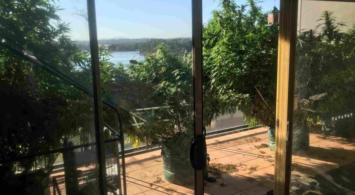 ACT man caught with two too many cannabis plants