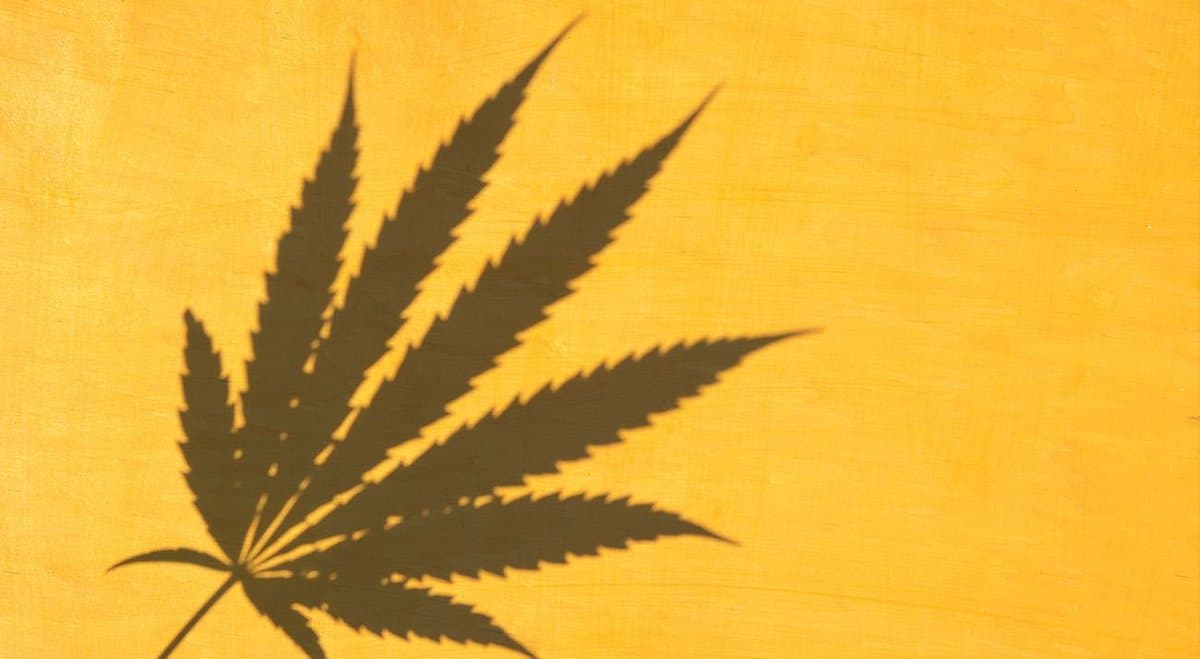 AFT Pharmaceuticals signs an agreement with NZ cannabis supplier