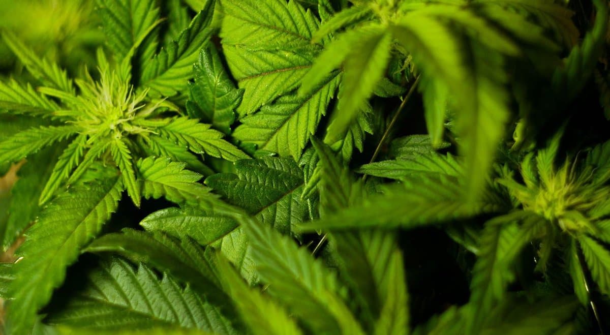 Althea takes significant share of medical cannabis market as revenue grows by 175%