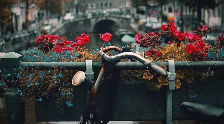 Amsterdam Considering Banning Tourists From Cannabis Cafes