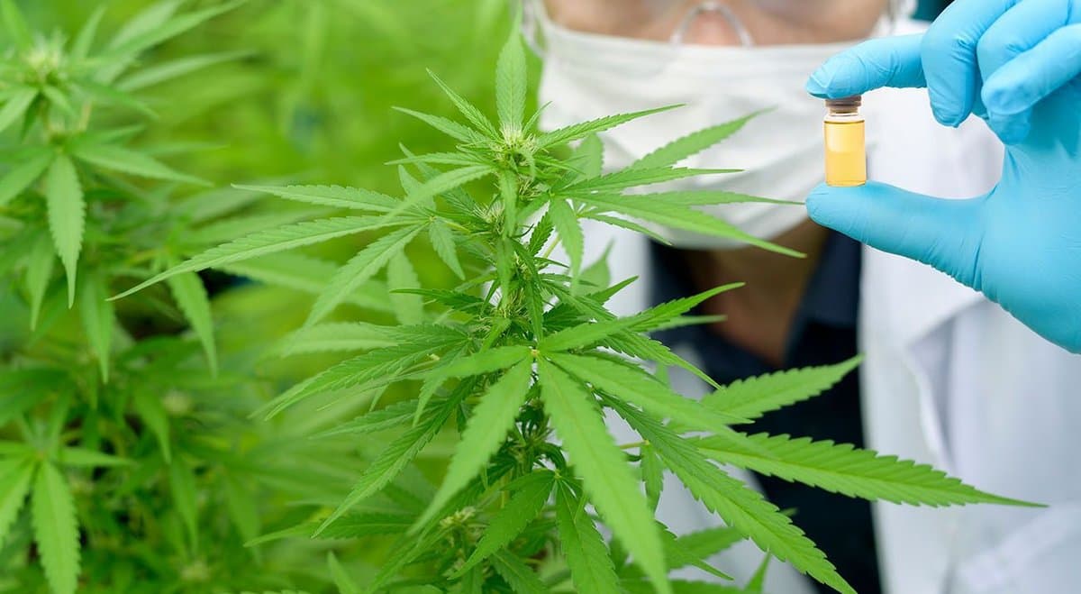 Analysis shows the US and Canada care more about cannabis harms than cures