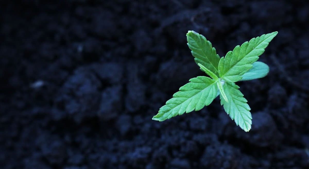 Any Australian politician against changing our approach to cannabis is not fit for parliament