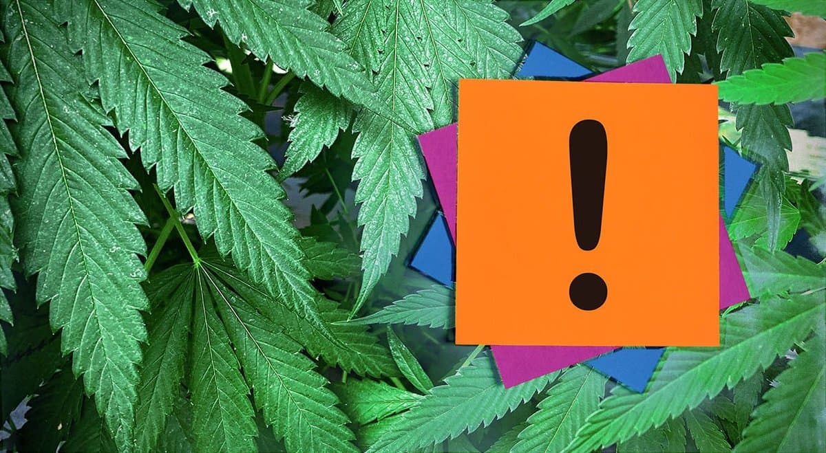 Attention NSW residents: Legalise Cannabis NSW needs you NOW