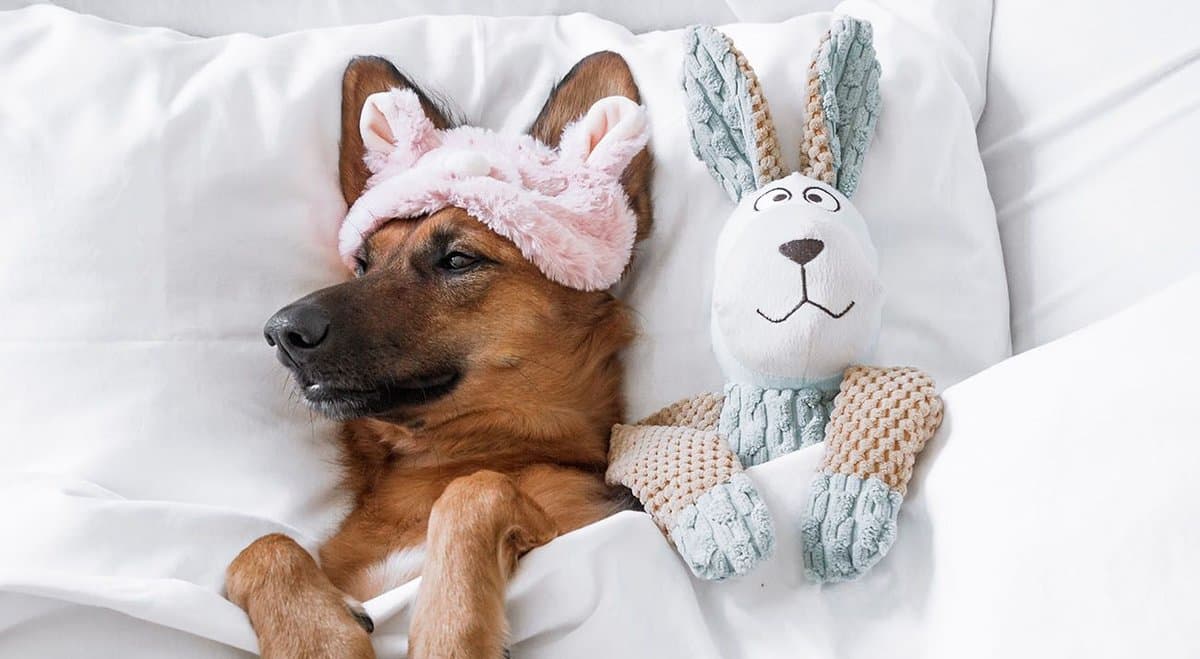 AusCann (ASX: AC8) study proves new cannabis medication is safe for dogs