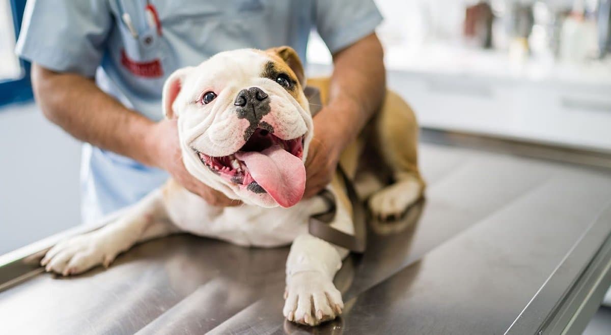 AusCann seeks regulatory approval for Australia's first CBD product for dogs