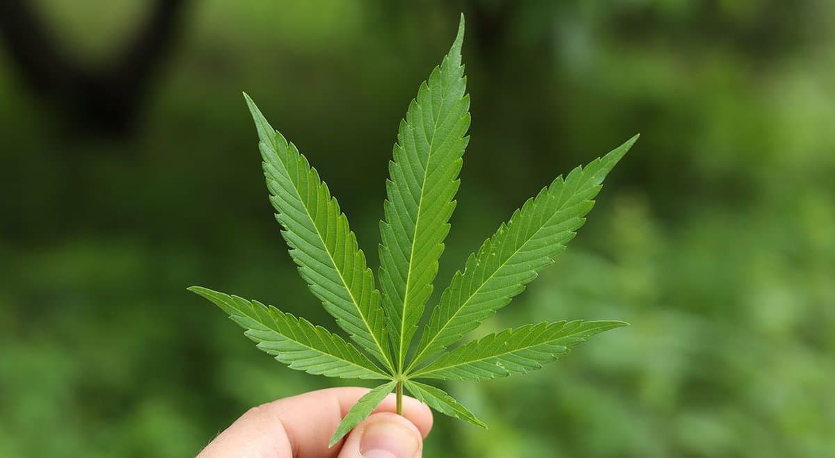 Australia should legalise cannabis to get kids to stop using it