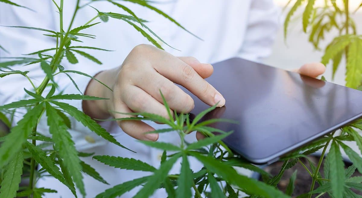 Australian cannabis company Health House International to enter German market by buying CanPharma