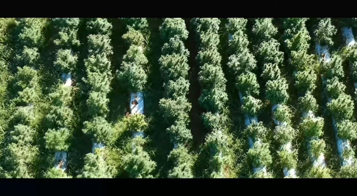 Australian fashion brand Afends announces new hemp farm in Byron Bay