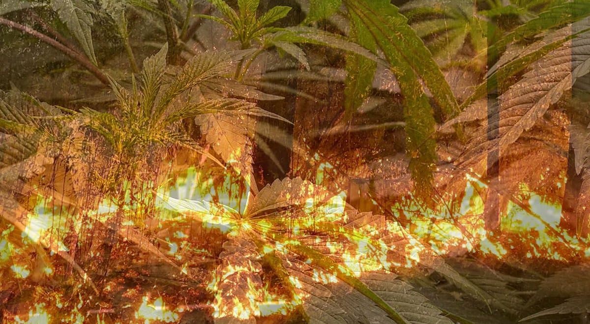 Australian Federal Police light up 2.2 tonnes of cannabis in 2021