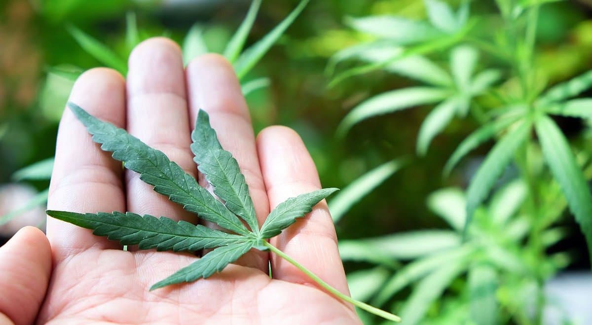 Australian medical cannabis company Cronos launches CBD gel for athletes in Asia