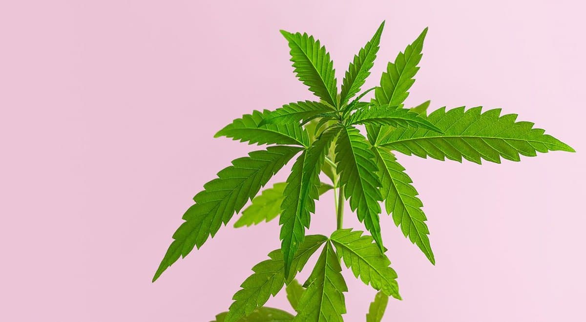 Australian patients drown in debt while medical cannabis becomes free internationally