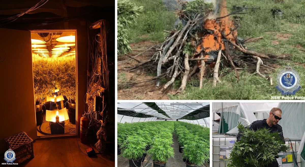 Australian police seize $203 million of cannabis in 2020 despite records levels of consumption
