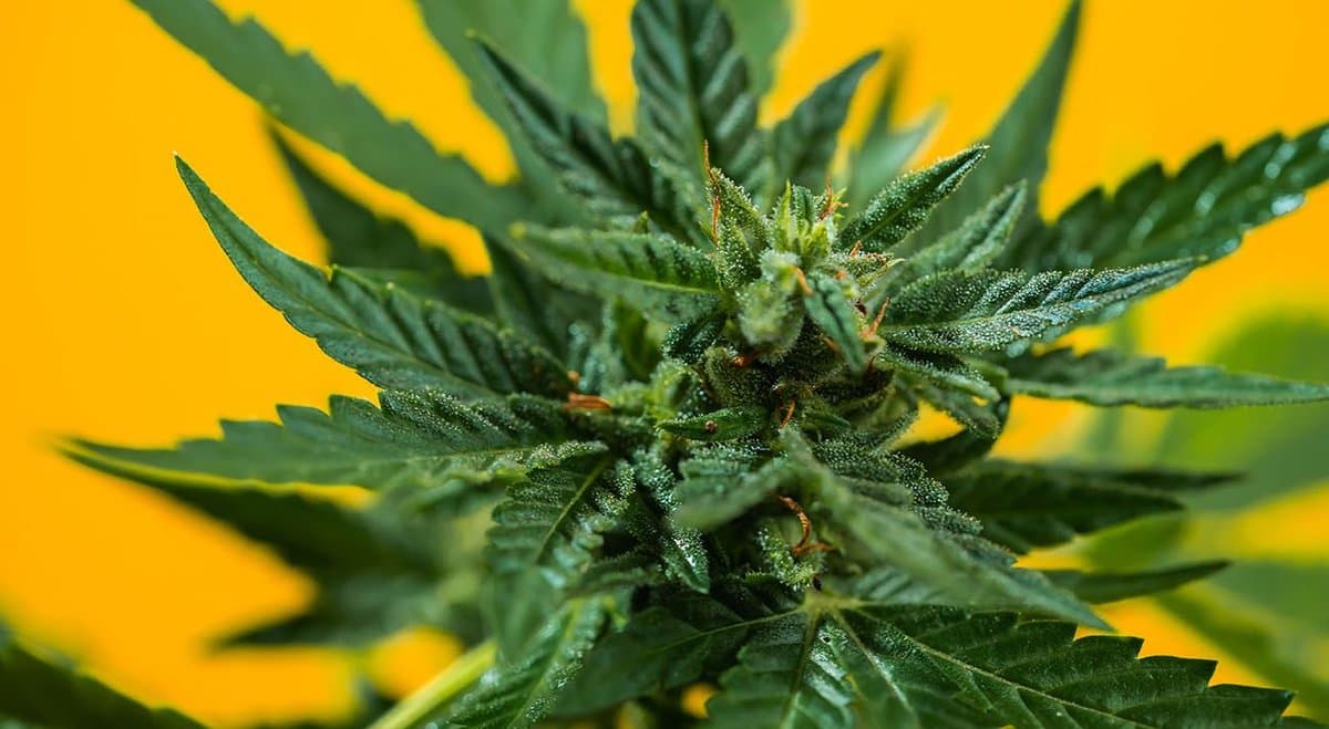 Based on America, Australian states will start to legalise cannabis in 2021