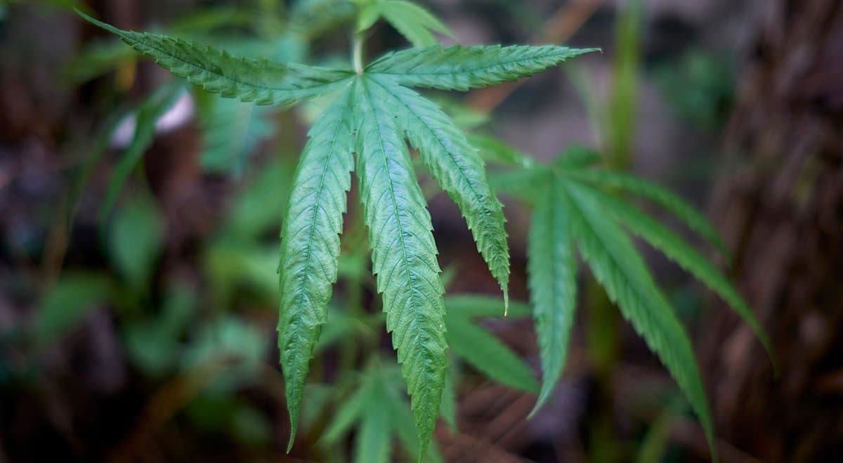 Best buds avoid jail over cannabis business