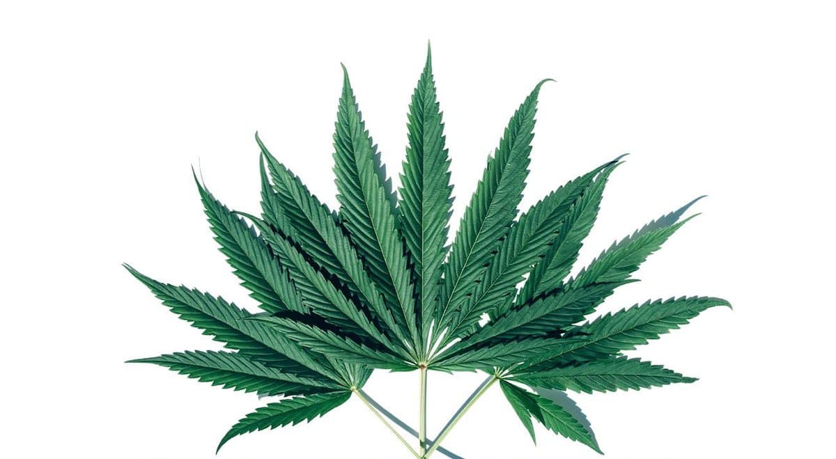 BOD Australia celebrate budding cannabis profits