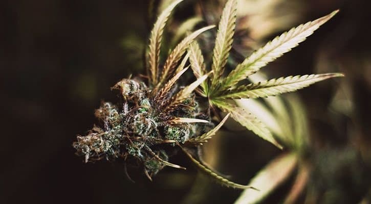 Bod Australia Commences Study Into Medical Cannabis And Anxiety
