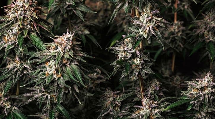 Brisbane Father Narrowly Escapes Prison For Growing Pot