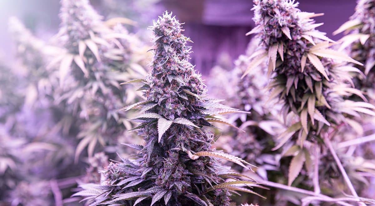 Business is bad for Aurora Cannabis