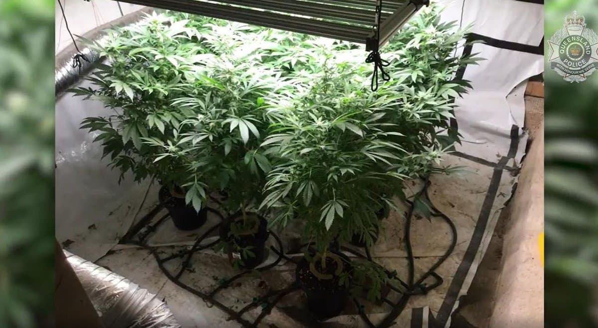 Cairns police discover cannabis behind a false wall