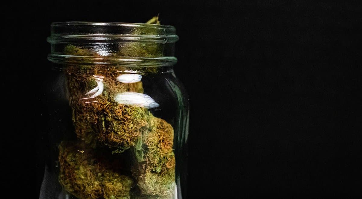 California will dismiss 60,000 cannabis convictions to "reverse the injustices of drugs laws"