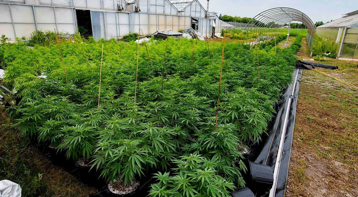 Canadian police seize 3 kangaroos during cannabis raid