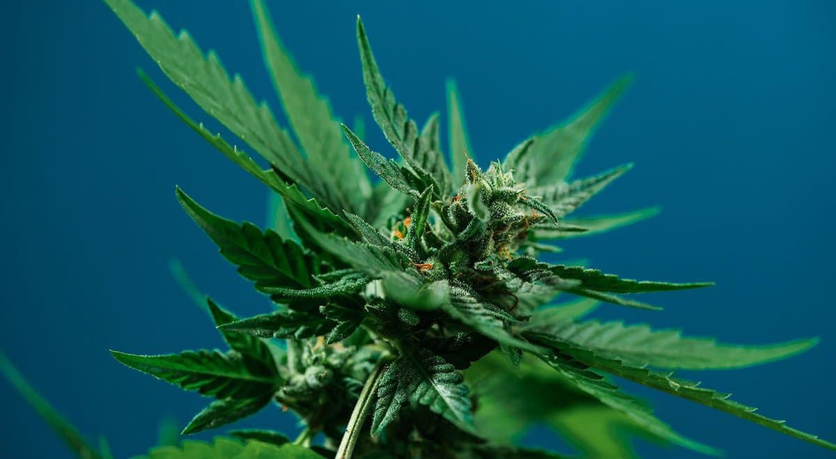 Cannabis advocates argue NZ government should disregard referendum results