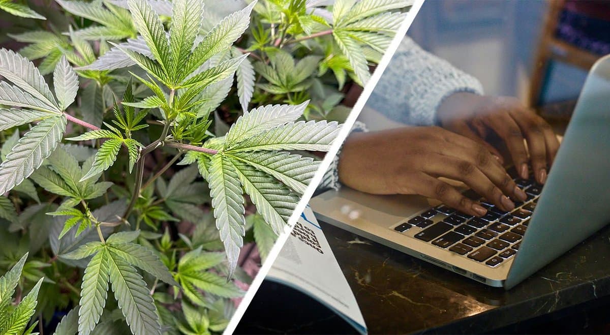 Cannabis capitalism: research shows cannabis legalisation increases employment