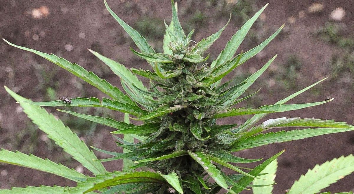 Cannabis crop-sitter pleads guilty to participating in $2 million cannabis operation