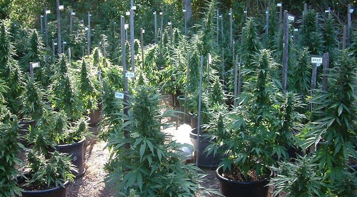 Cannabis Eradication Program digs up 12,096 plants across NSW