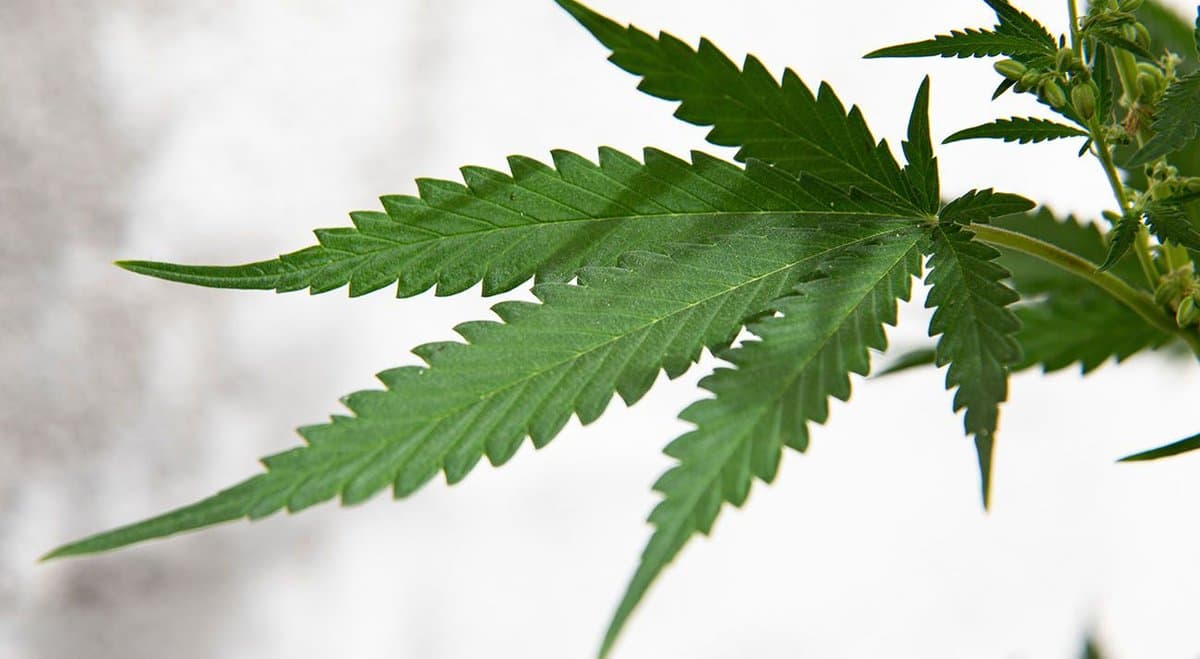 Cannabis legalisation flops in New Zealand after 50.7% of Kiwis vote "No"