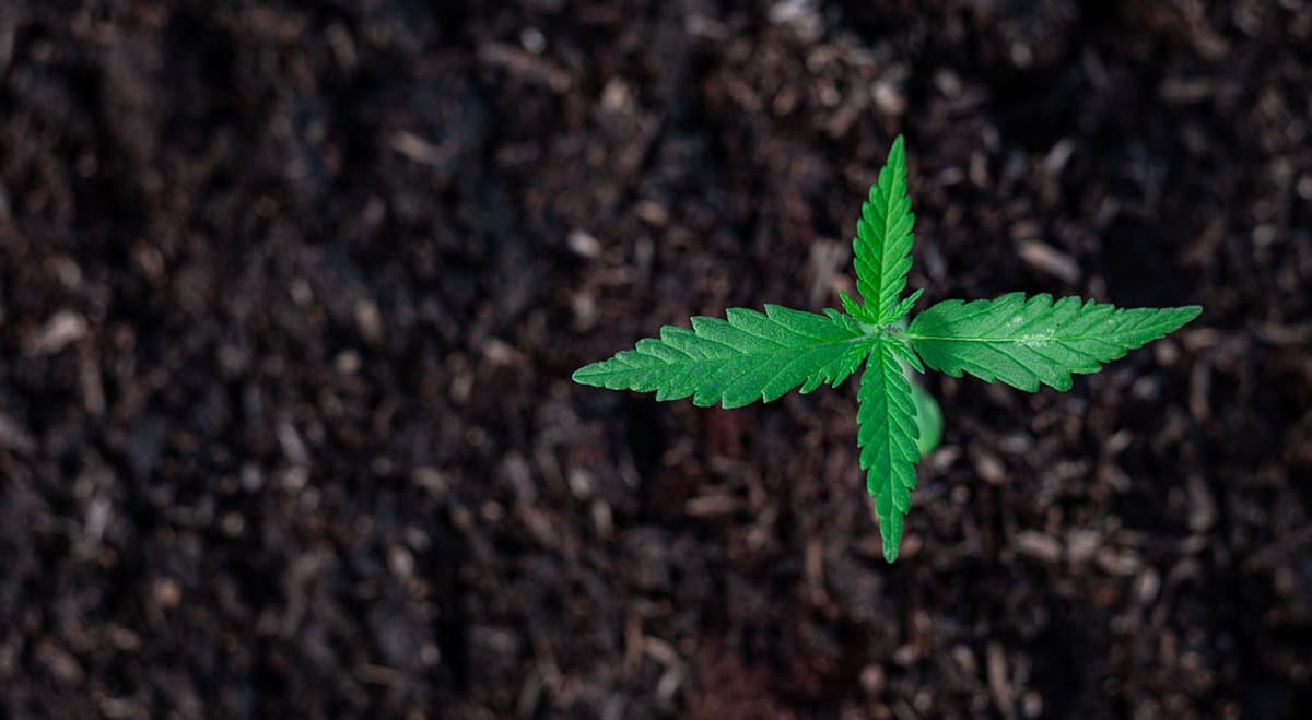 Cannatrek announces launch of medical cannabis oil