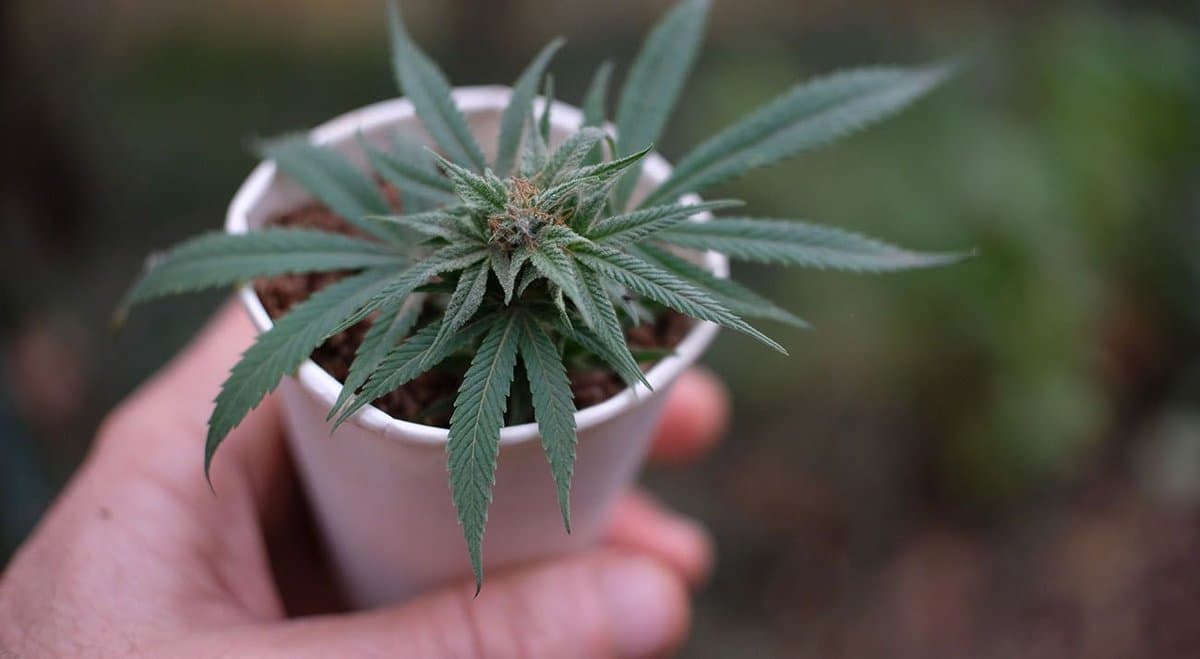 Cannatrek announces plans to enter Germany’s medical cannabis market