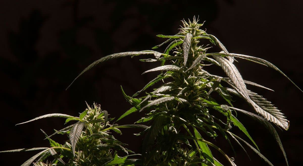 Chronic pain sufferer avoids prison after cultivating cannabis on his property